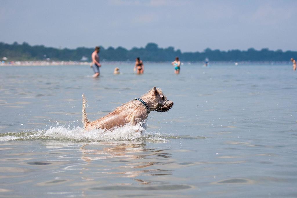Zur-Alten-Schmiede-I-Links Boltenhagen  Luaran gambar